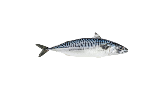 Mackerel