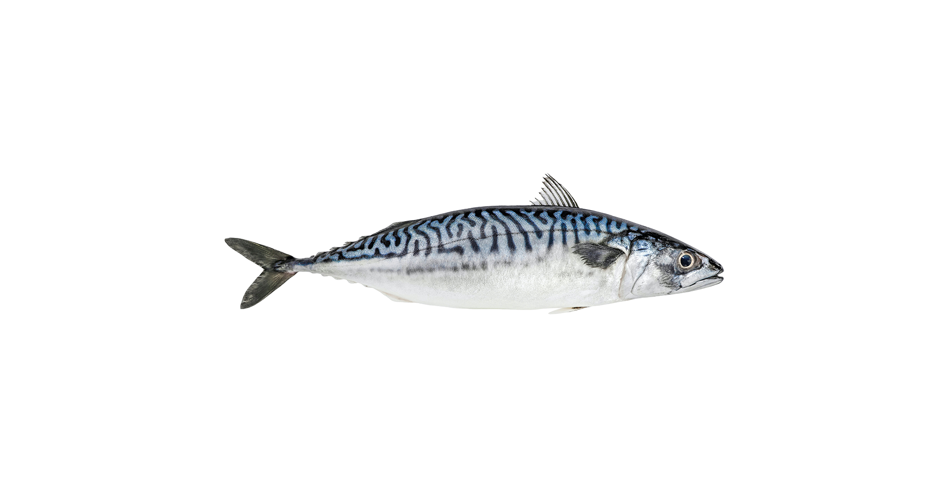 Mackerel